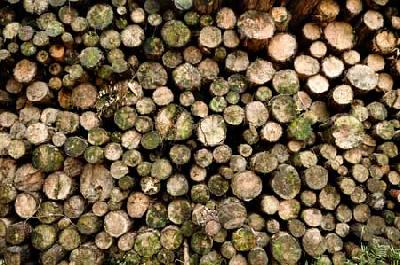 Les pays amazoniens s'unissent pour avoir une seule voix au sommet Rio+20