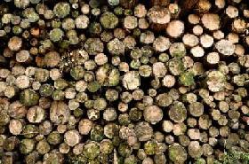 Les pays amazoniens s'unissent pour avoir une seule voix au sommet Rio+20