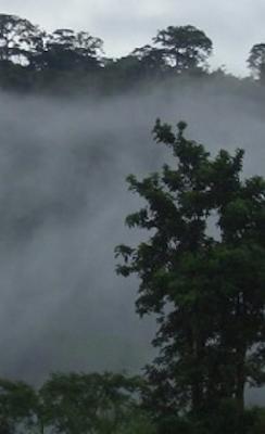Forest Code in: Amazon rainforest at risk