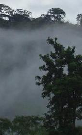 Forest Code in: Amazon rainforest at risk