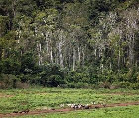 Fort ralentissement de la déforestation au Brésil