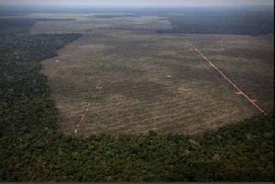 Una ley de la selva para la Amazonia