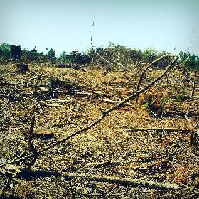 La lutte contre la déforestation éclipsée au sommet de Durban