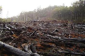 Clôture de l'année Internationale des forêts : les vrais chiffres de la déforestation