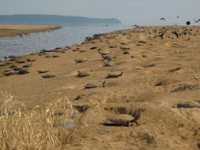 Belo Monte y depredadores amenazan tortugas amazónicas