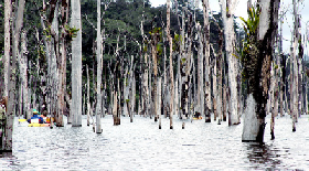 Barragem de Petit Saut, Guiana: versão amazônica de Chernobyl construída pela EDF com recursos franceses