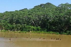 Amazonian tribes endangered by external contact